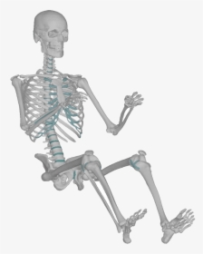 Transparent Skeletal System Png, Png Download, Free Download