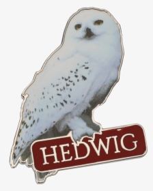 Hedwig Png, Transparent Png, Free Download