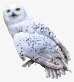 #harrypotter #hedwig #owl, HD Png Download, Free Download