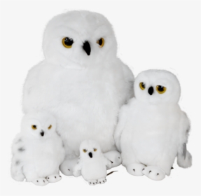 Hedwig Png, Transparent Png, Free Download