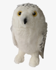 Hedwig Png, Transparent Png, Free Download