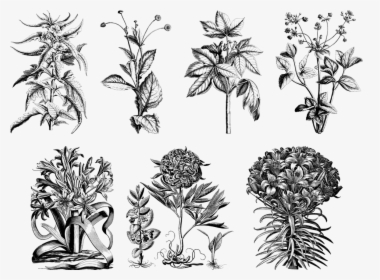Plant, Line Art, Vintage, Detailed, Botany, Botanical, HD Png Download, Free Download