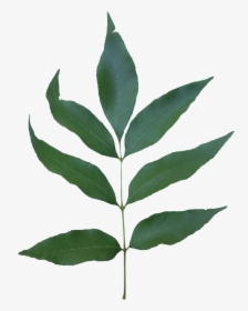 Tree Branch With Leaves Png, Transparent Png, Free Download