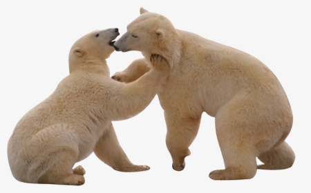 Real Polar Bear Png Photo, Transparent Png, Free Download