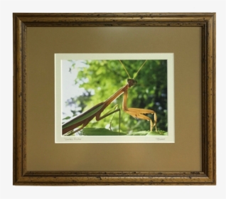 Praying Mantis Photography, HD Png Download, Free Download