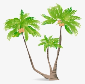 Arecaceae Green Coconut Illustration, HD Png Download, Free Download
