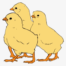 Chicks Png, Transparent Png, Free Download