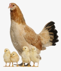 Hen With Chicks Png , Png Download, Transparent Png, Free Download