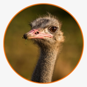 Transparent Ostrich Png, Png Download, Free Download