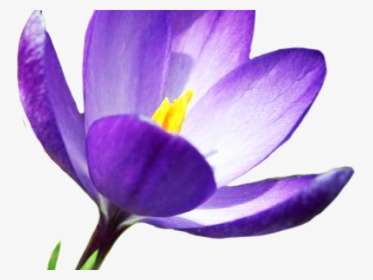 Crocus Clipart Top View, HD Png Download, Free Download