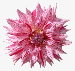 Dahlia, Flower, Red, HD Png Download, Free Download
