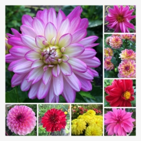 Dahlia Flower Collage, HD Png Download, Free Download