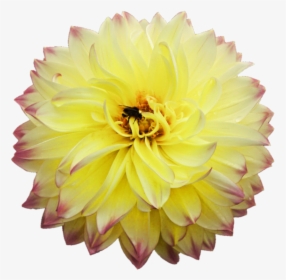 Dahlia Png Picture, Transparent Png, Free Download