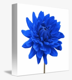 Blue Dahlia Flowers, HD Png Download, Free Download