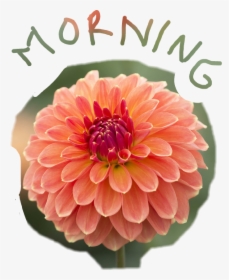 #morning #good Morning #dahlia #flower #flowerphotography, HD Png Download, Free Download