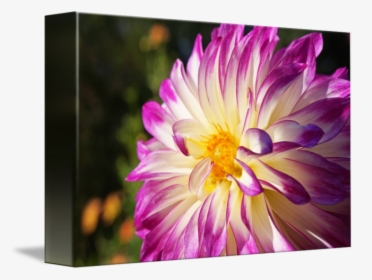 White Purple Dahlia Flowers Fine Art Prints Gifts By, HD Png Download, Free Download
