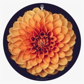 Orange Dahlia Flower Drum Skin For Bass, Snare And, HD Png Download, Free Download