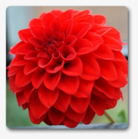 Dahlia Flower Png, Transparent Png, Free Download