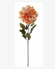 Dahlia Flower Png, Transparent Png, Free Download