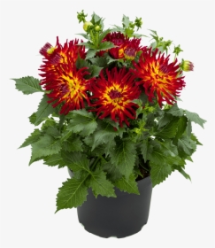 Dahlia Flower Png, Transparent Png, Free Download