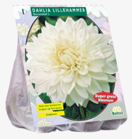 Dahlia Flower Png, Transparent Png, Free Download