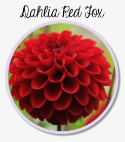 Dahlia Flower Png, Transparent Png, Free Download