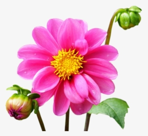 Burgundy Dahlia Flowers, HD Png Download, Free Download