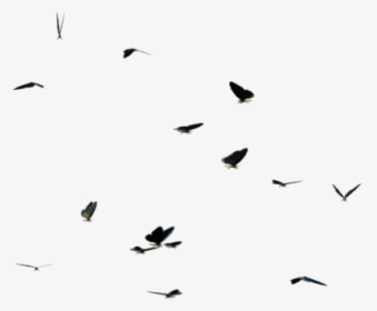 Butterflies Swarm Png Clipart, Transparent Png, Free Download