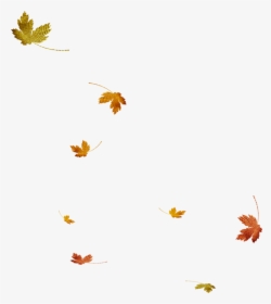 Dry Leaves Falling Png, Transparent Png, Free Download