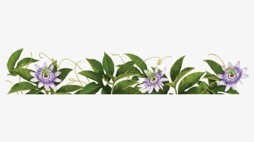 Tulsi Tree Png, Transparent Png, Free Download