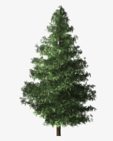 Pohon Cemara Png, Transparent Png, Free Download