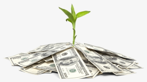 Indian Money Tree Png, Transparent Png, Free Download