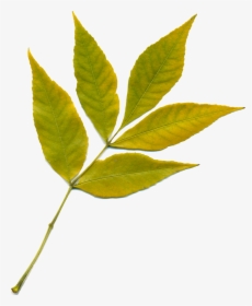 Yellow Leaf Png, Transparent Png, Free Download