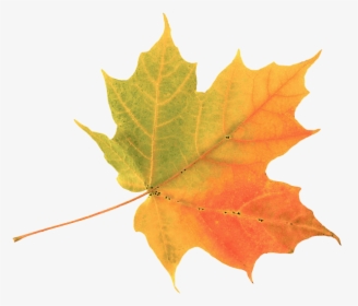 Autumn Leaf , Png Download, Transparent Png, Free Download