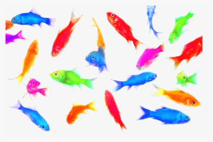 #colorful #colorfulfish #fish #fishes #goldfish #goldfishes, HD Png Download, Free Download
