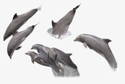 Group Of Dolphins, Animal, Dolphin, Fish, Nature, Hq, HD Png Download, Free Download