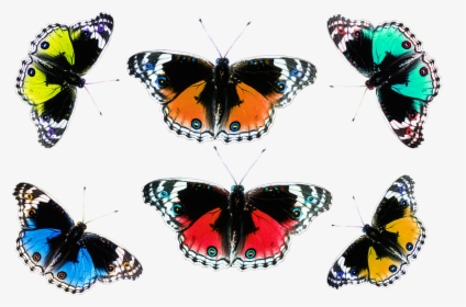 Png Images Butterflies, Transparent Png, Free Download