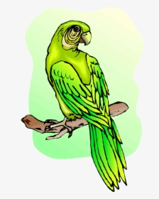 Free Parrot And Macaw Clipart, HD Png Download, Free Download