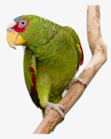 Photo Of A White-fronted Amazon Parrot Perched On A, HD Png Download, Free Download