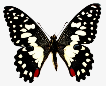 Colorful Butterfly Png Transparent Image, Png Download, Free Download