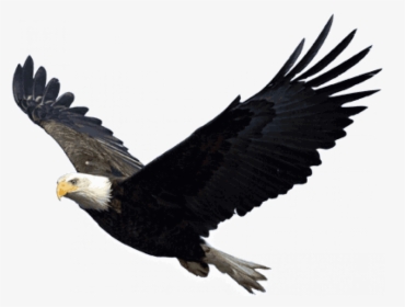 Eagle Png Hd, Transparent Png, Free Download