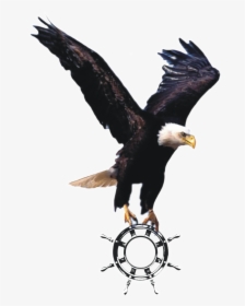 Flying Eagle Png, Hd Wallpaper, Transparent Png, Free Download