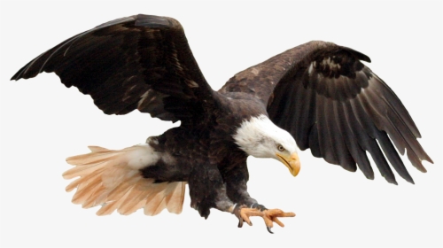 Eagle Png Hd, Transparent Png, Free Download