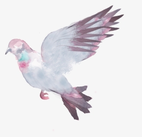 Pigeons Flying Png, Transparent Png, Free Download