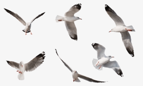 Pigeons Flying Png, Transparent Png, Free Download