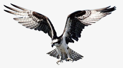 Eagle, Bird, Hawk, Wild, Animal, Prey, Beak, Wildlife, HD Png Download, Free Download