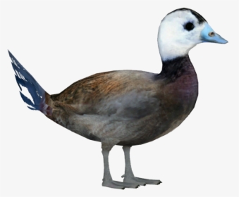 Transparent Duck Png, Png Download, Free Download