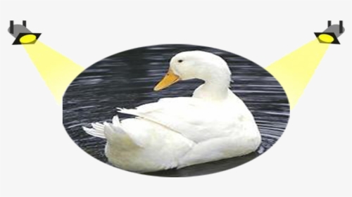 White Duck Png, Transparent Png, Free Download