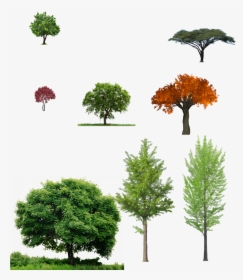Tree For Photoshop Png, Transparent Png, Free Download