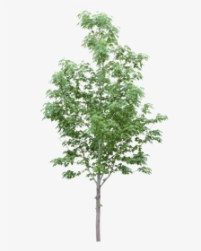 Tree For Photoshop Png, Transparent Png, Free Download